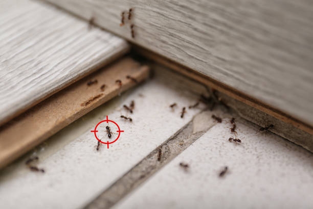 Best Local Pest Control Services  in Lakeside, CA
